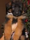 100% german blood-line AKC German Shepherd Sire-Dam Pups